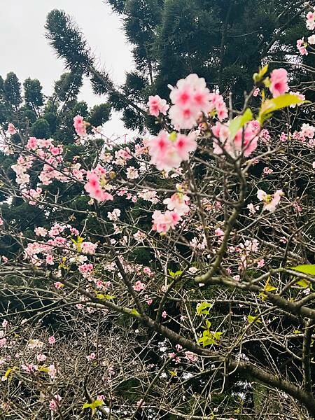 台北中正紀念堂櫻花季：搭捷運也能賞櫻景點。粉紅大漁櫻、桃紅八