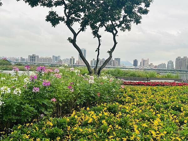 台北市捷運北門站:12月的延平河濱公園花海