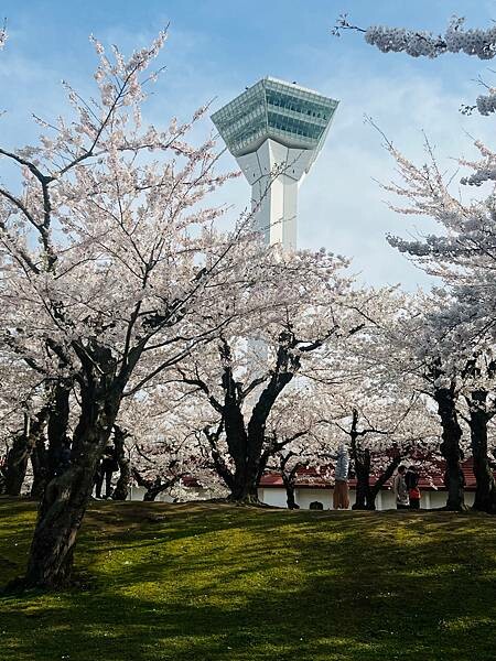 2023年北海道函館五稜郭櫻花季:熱情的盛開。推薦日本好吃的