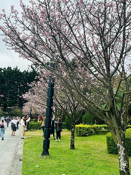 台北中正紀念堂櫻花季：搭捷運也能賞櫻景點。粉紅大漁櫻、桃紅八