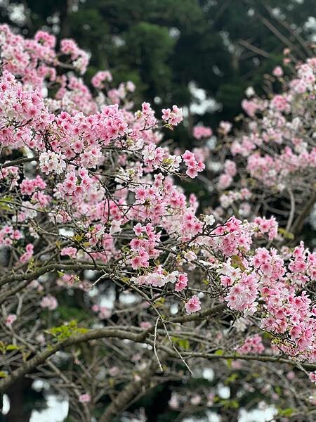 台北中正紀念堂櫻花季：搭捷運也能賞櫻景點。粉紅大漁櫻、桃紅八