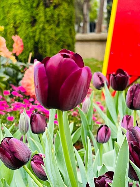 2024年士林官邸公園鬱金香花季:相鬱祈福。鬱金香齊放