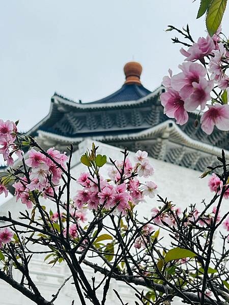 台北中正紀念堂櫻花季：搭捷運也能賞櫻景點。粉紅大漁櫻、桃紅八