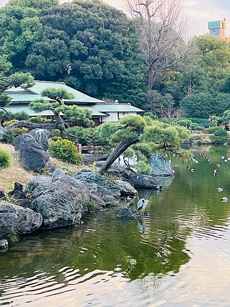 清澄白河半日遊:清澄庭園。日本第一間藍瓶咖啡