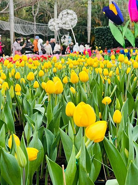 2024年士林官邸公園鬱金香花季:相鬱祈福。鬱金香齊放