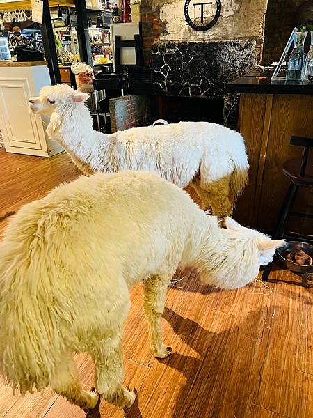 陽明山草山小鎮:大衛小小羊David & Alpaca,近距 陽明山草山小鎮:大衛小小羊David & Alpaca,近距