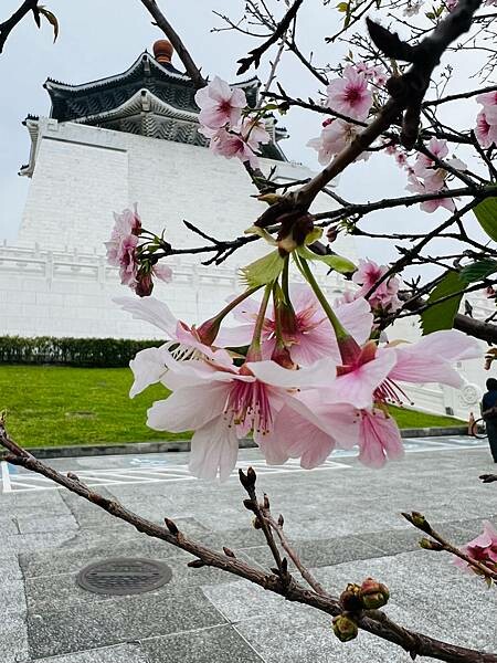 台北中正紀念堂櫻花季：搭捷運也能賞櫻景點。粉紅大漁櫻、桃紅八