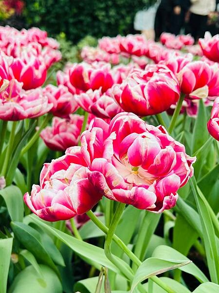 2024年士林官邸公園鬱金香花季:相鬱祈福。鬱金香齊放