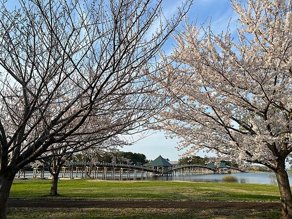 《2023年日本東北櫻花季》陸奧鶴田半日遊。津輕富士見湖。鶴 《2023年日本東北櫻花季》陸奧鶴田半日遊。津輕富士見湖。鶴