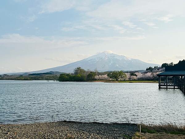 《2023年日本東北櫻花季》陸奧鶴田半日遊。津輕富士見湖。鶴 《2023年日本東北櫻花季》陸奧鶴田半日遊。津輕富士見湖。鶴