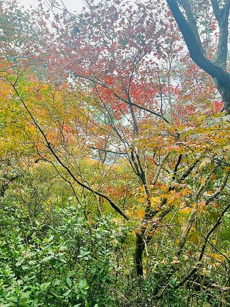 新北市汐止拱北殿：賞楓步道。慢步雙拱橋熱門打卡景點