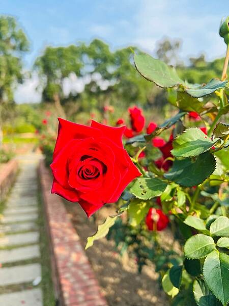 台北捷運士林站半日遊:參觀士林官邸。玫瑰花園