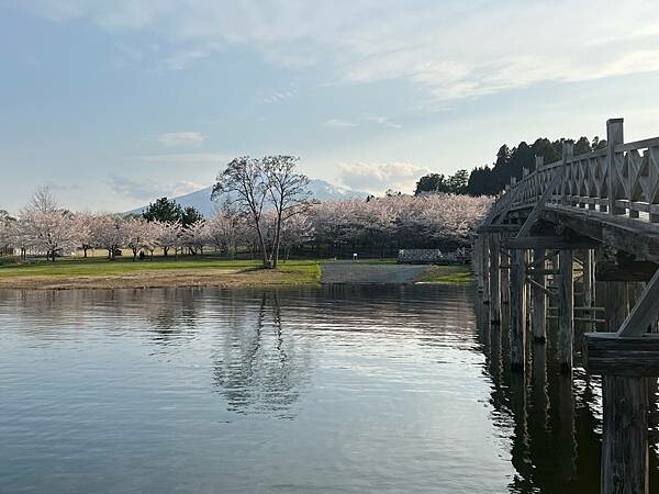 《2023年日本東北櫻花季》陸奧鶴田半日遊。津輕富士見湖。鶴 《2023年日本東北櫻花季》陸奧鶴田半日遊。津輕富士見湖。鶴