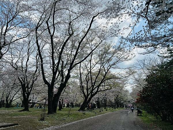 《2023年日本東北櫻花季》青森弘前公園櫻花盛開。附青森弘前交通方式（日本東北函館白老自由行ep03）