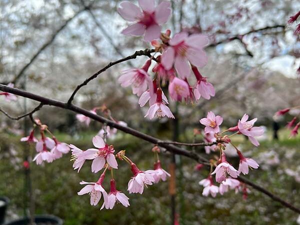 《2023年日本東北櫻花季》青森弘前公園櫻花盛開。附青森弘前交通方式（日本東北函館白老自由行ep03）