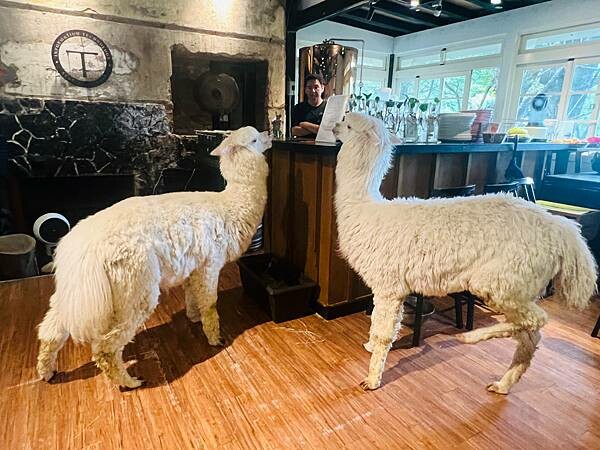 陽明山草山小鎮:大衛小小羊David & Alpaca,近距 陽明山草山小鎮:大衛小小羊David & Alpaca,近距
