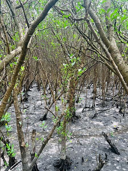 新北市八里一日遊：2023年八里神化沙雕藝術展。挖子尾自然保