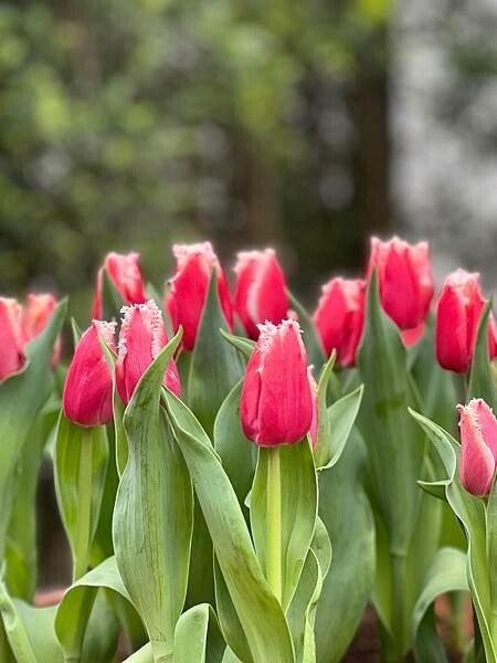 2024年士林官邸公園鬱金香花季:相鬱祈福。鬱金香齊放