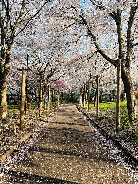 《2023年日本東北櫻花季》陸奧鶴田半日遊。津輕富士見湖。鶴 《2023年日本東北櫻花季》陸奧鶴田半日遊。津輕富士見湖。鶴