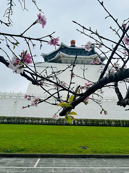 台北中正紀念堂櫻花季：搭捷運也能賞櫻景點。粉紅大漁櫻、桃紅八