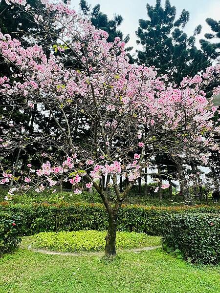 台北中正紀念堂櫻花季：搭捷運也能賞櫻景點。粉紅大漁櫻、桃紅八
