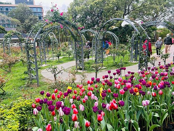 2024年士林官邸公園鬱金香花季:相鬱祈福。鬱金香齊放