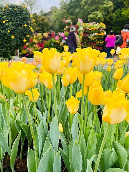 2024年士林官邸公園鬱金香花季:相鬱祈福。鬱金香齊放