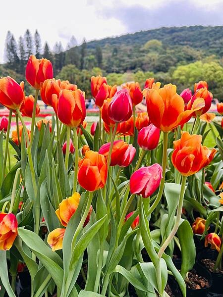 2024年士林官邸公園鬱金香花季:相鬱祈福。鬱金香齊放