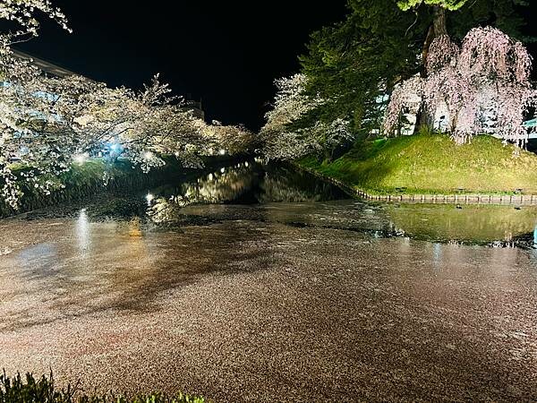 《2023年日本東北櫻花季》青森弘前公園櫻花盛開。附青森弘前交通方式（日本東北函館白老自由行ep03）