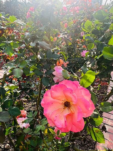 台北捷運士林站半日遊:參觀士林官邸。玫瑰花園