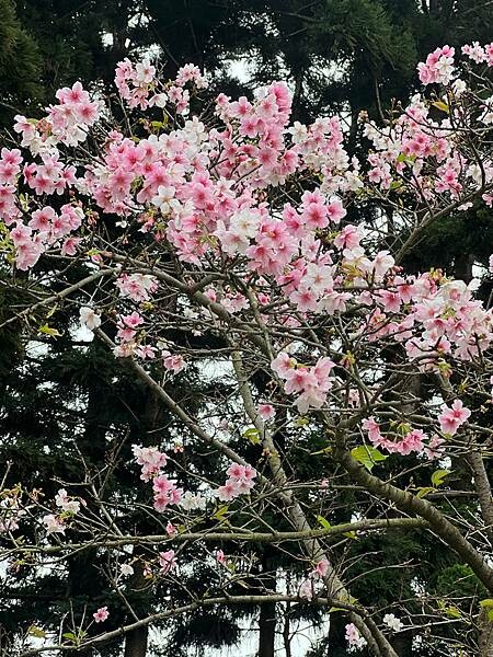 台北中正紀念堂櫻花季：搭捷運也能賞櫻景點。粉紅大漁櫻、桃紅八