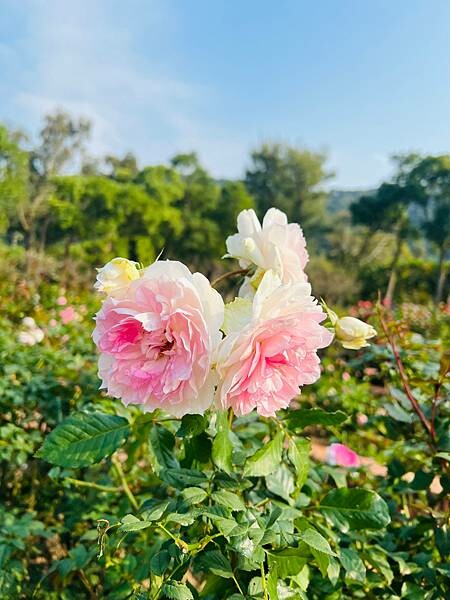 台北捷運士林站半日遊:參觀士林官邸。玫瑰花園