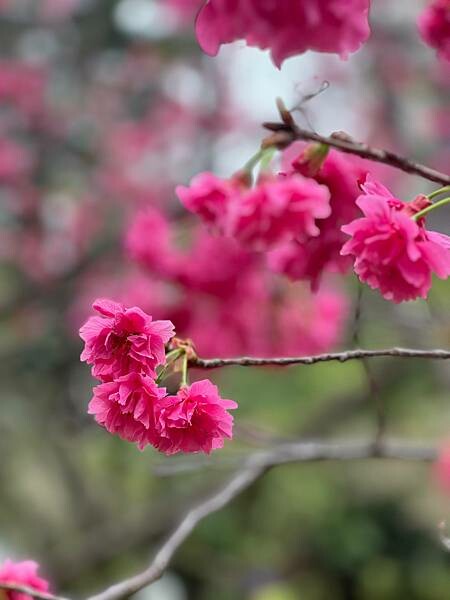 台北中正紀念堂櫻花季：搭捷運也能賞櫻景點。粉紅大漁櫻、桃紅八