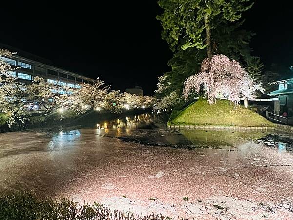《2023年日本東北櫻花季》青森弘前公園櫻花盛開。附青森弘前交通方式（日本東北函館白老自由行ep03）