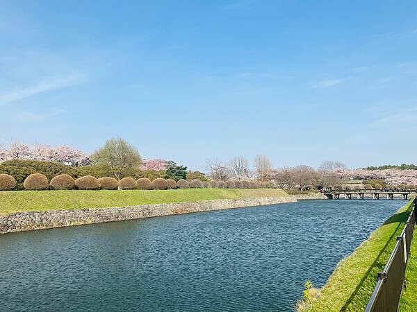 2023年北海道函館五稜郭櫻花季:熱情的盛開。推薦日本好吃的