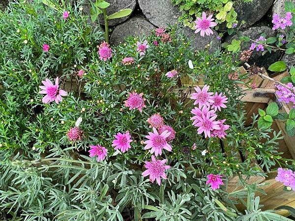 台北市內湖捷運站碧山巖。輕鬆漫慢遊。輕旅行:白石湖吊橋、午餐