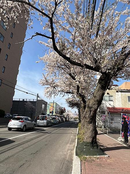 2023年北海道函館五稜郭櫻花季:熱情的盛開。推薦日本好吃的