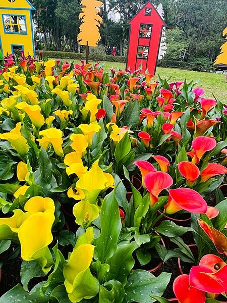 2024年士林官邸公園鬱金香花季:相鬱祈福。鬱金香齊放