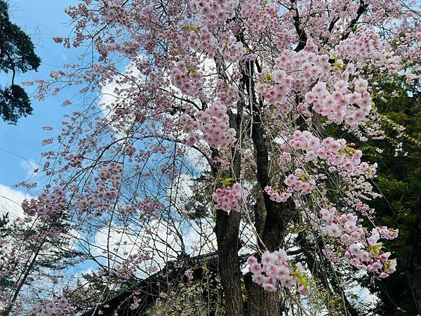 《2023年日本東北櫻花季》青森弘前公園櫻花盛開。附青森弘前交通方式（日本東北函館白老自由行ep03）