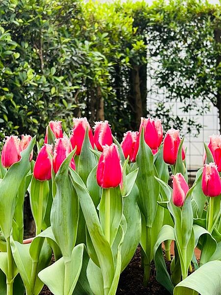 2024年士林官邸公園鬱金香花季:相鬱祈福。鬱金香齊放