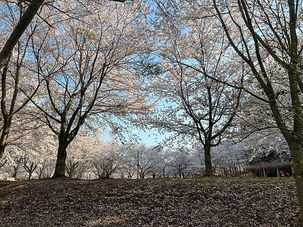 《2023年日本東北櫻花季》陸奧鶴田半日遊。津輕富士見湖。鶴 《2023年日本東北櫻花季》陸奧鶴田半日遊。津輕富士見湖。鶴