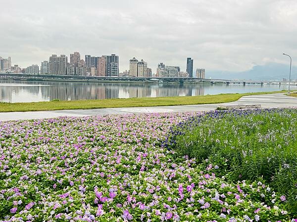 台北市捷運北門站:12月的延平河濱公園花海