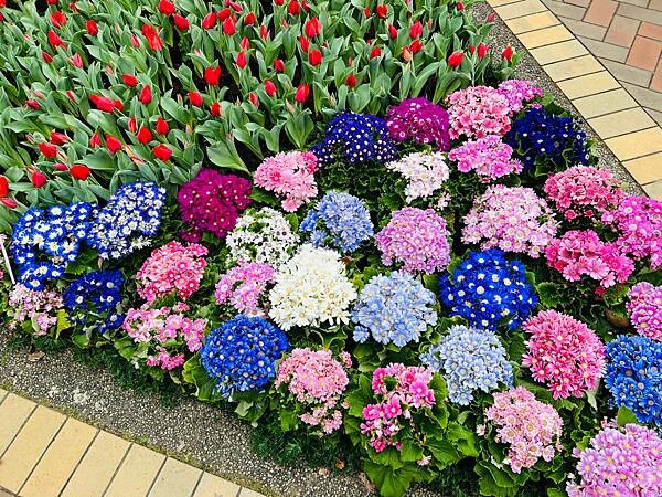 2024年士林官邸公園鬱金香花季:相鬱祈福。鬱金香齊放