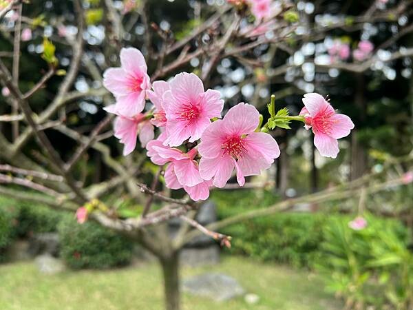 台北中正紀念堂櫻花季：搭捷運也能賞櫻景點。粉紅大漁櫻、桃紅八