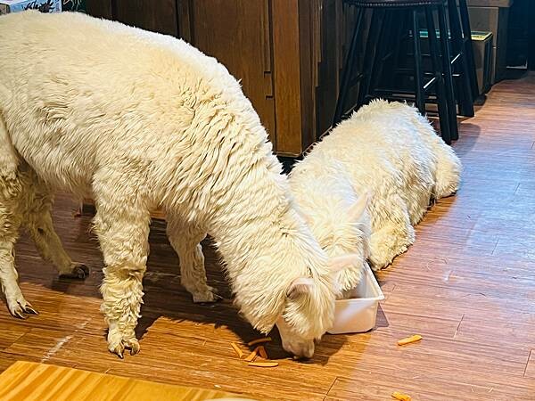 陽明山草山小鎮:大衛小小羊David & Alpaca,近距 陽明山草山小鎮:大衛小小羊David & Alpaca,近距