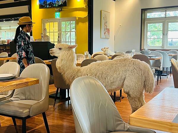 陽明山草山小鎮:大衛小小羊David & Alpaca,近距 陽明山草山小鎮:大衛小小羊David & Alpaca,近距