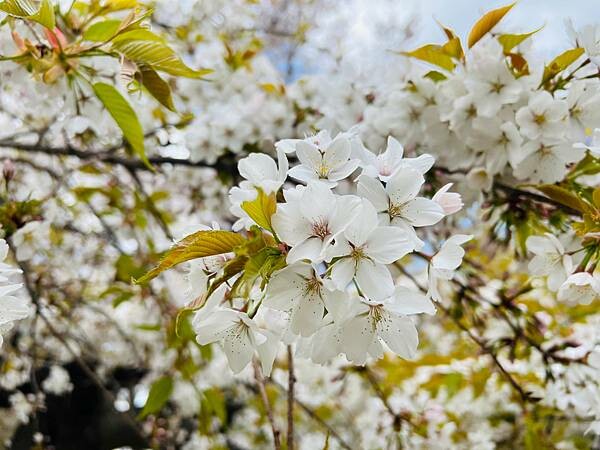 《2023年日本東北櫻花季》青森弘前公園櫻花盛開。附青森弘前交通方式（日本東北函館白老自由行ep03）