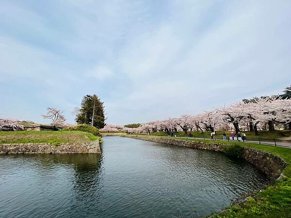 2023年北海道函館五稜郭櫻花季:熱情的盛開。推薦日本好吃的