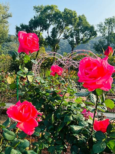 台北捷運士林站半日遊:參觀士林官邸。玫瑰花園