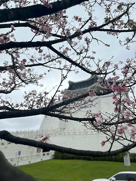 台北中正紀念堂櫻花季：搭捷運也能賞櫻景點。粉紅大漁櫻、桃紅八